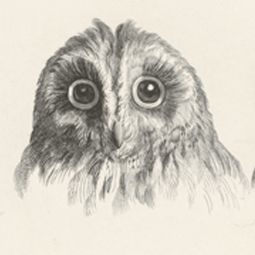 Engraving Tawny Owl or Owl Heads