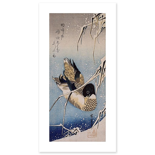 Mallard Duck and Snow-covered Reeds (art prints)