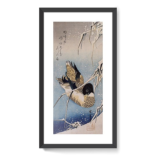 Mallard Duck and Snow-covered Reeds (framed art prints)