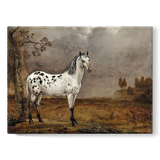 The Piebald Horse (stretched canvas)