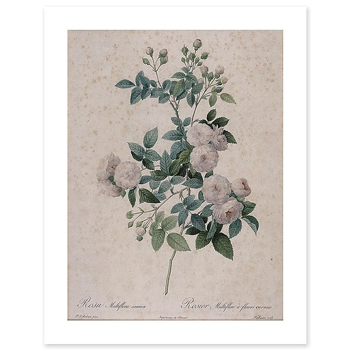 Multiflower rose with meat flowers (art prints)