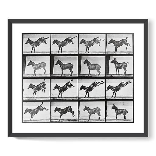 Animal Locomotion: Donkey kick (framed art prints)