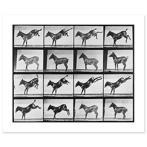 Animal Locomotion: Donkey kick (canvas without frame)