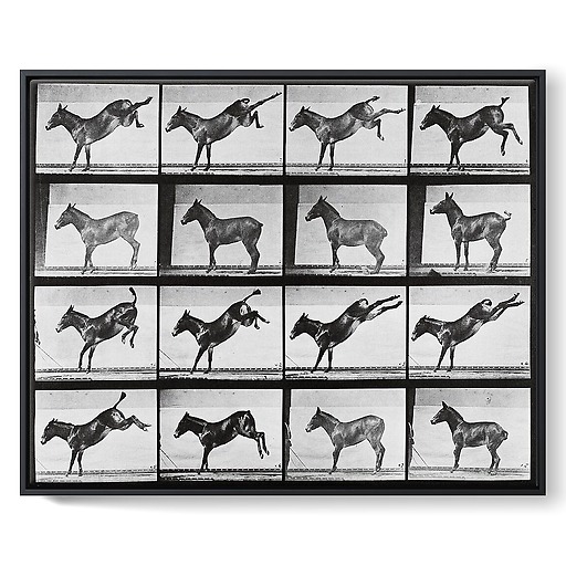 Animal Locomotion: Donkey kick (framed canvas)