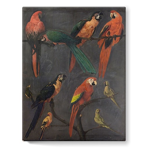 Macaws and parakeets (stretched canvas)