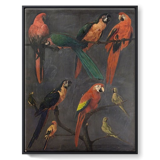 Macaws and parakeets (framed canvas)