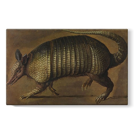 Walking armadillo (stretched canvas)