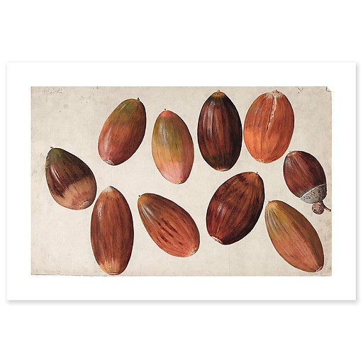Ten acorns (canvas without frame)