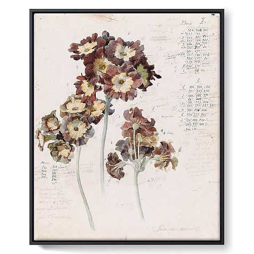 primrose (framed canvas)