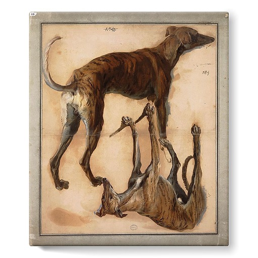 Two inverted studies of greyhounds (stretched canvas)
