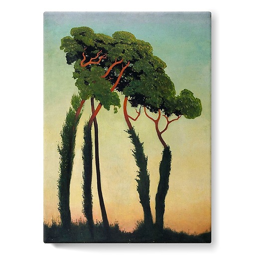 Sunshade pines (stretched canvas)