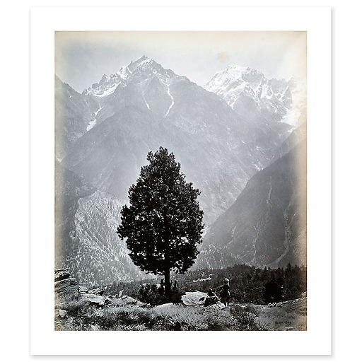The edible Pine (Pinus Gerardiana) near Chini [Himachal Pradesh. Pin], 1863-1870 (affiches d'art)