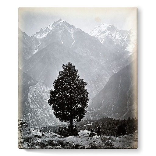 The edible Pine (Pinus Gerardiana) near Chini [Himachal Pradesh. Pin], 1863-1870 (toiles sur châssis)