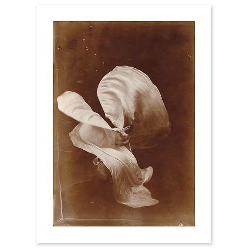 Mlle Loïe Fuller (art prints)