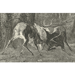 Estampe Combat de cerfs - Gustave Courbet