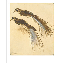 Affiche "Deux &eacute;tudes pour un oiseau de paradis"