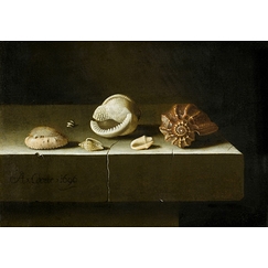 Six coquillages sur une table de pierre