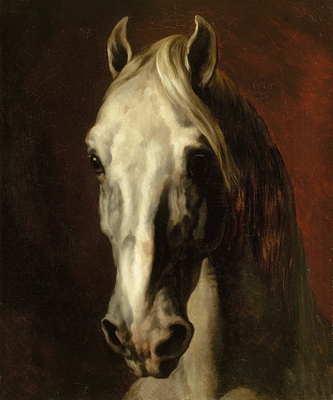 The head of white horse