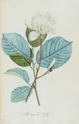 Magnolia yulan