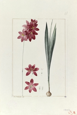 A plant from the garden of Cels: ixia flilformis