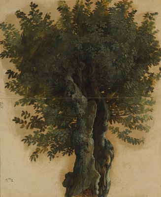 Trees with an open trunk