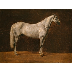 Napoleon's horse: \"The Sahara\"