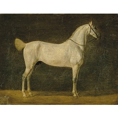 Napoleon's horse \"The Distinguished One\"