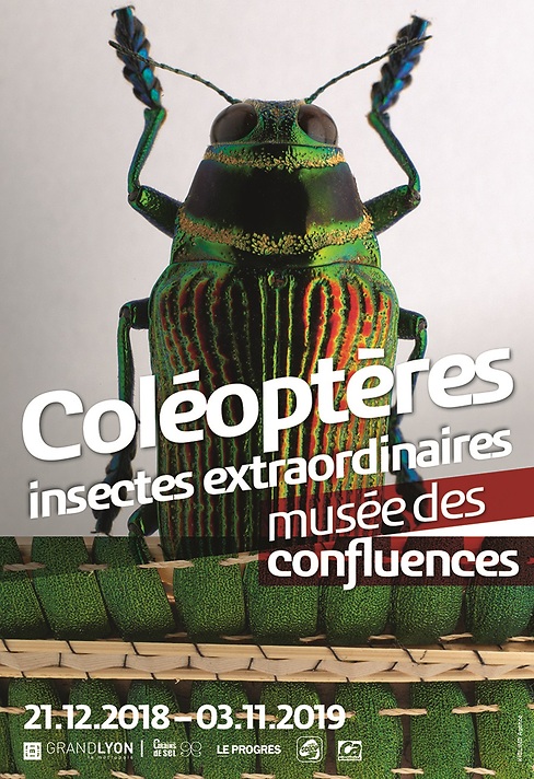 Coléoptères, insectes extraordinaires