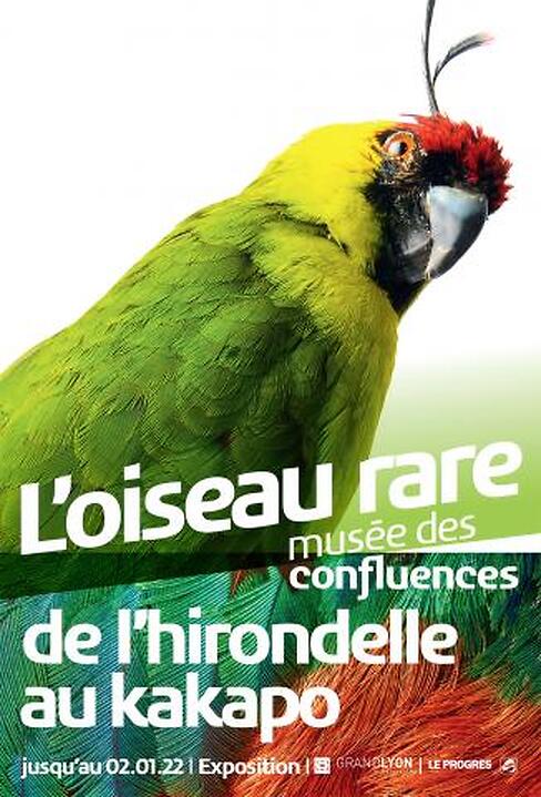 L'oiseau rare, de l'hirondelle au kakapo