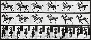 Cheval au galop