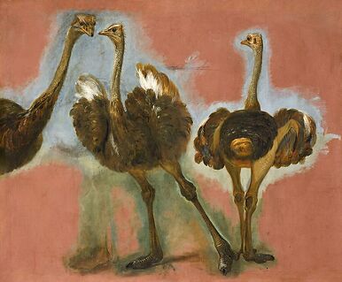 Triple étude d'une autruche