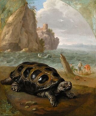 Tortue