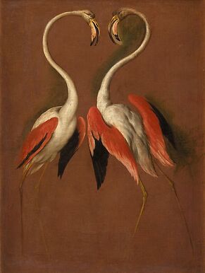 Deux flamants face à face