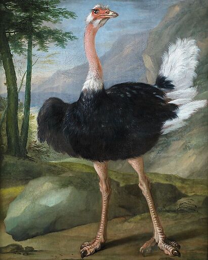 Autruche