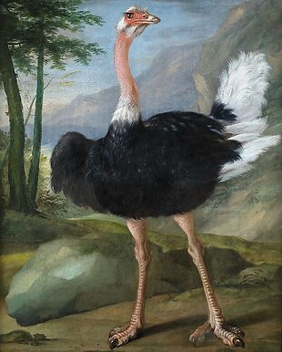 Autruche