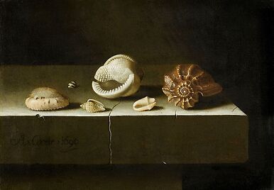 Six coquillages sur une table de pierre