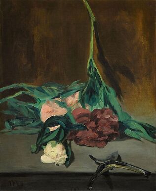 Tige de pivoines et sécateur