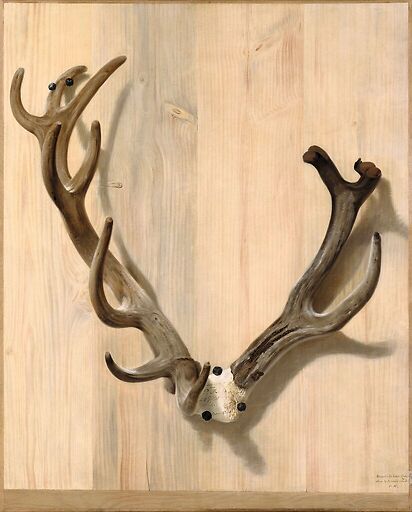 Antler of a deer attacked at the Haute-Queue in Compiègne