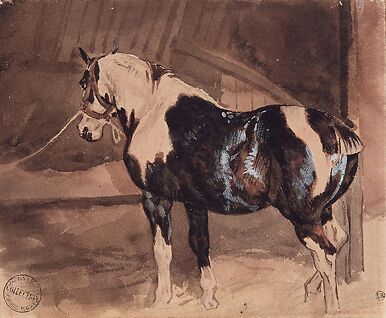 Piebald horse at rest in the stable