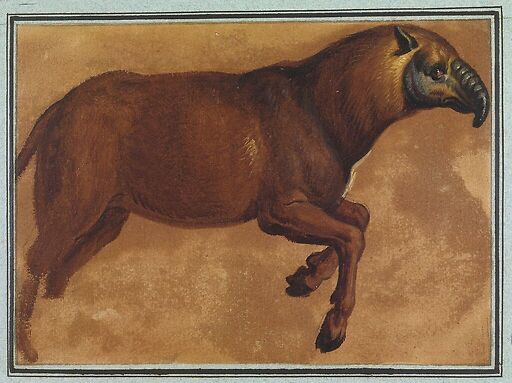 Tapir