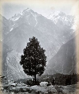 The edible Pine (Pinus Gerardiana) near Chini [Himachal Pradesh. Pin], 1863-1870
