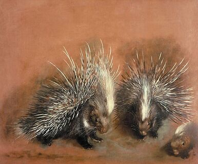 Études d’un porc-épic