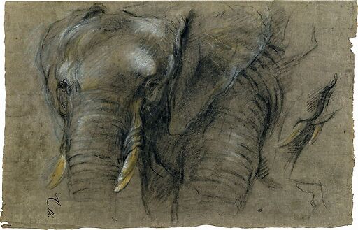 Éléphant du Congo vu de face