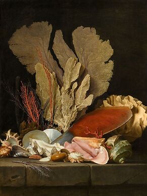 Panaches de mer, lithophytes et coquilles