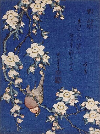 Bullfinch and weeping cherry-tree
