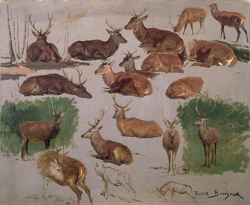Etude de cerf ; 19 esquisses