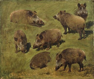 Lying and standing boars: 7 sketches