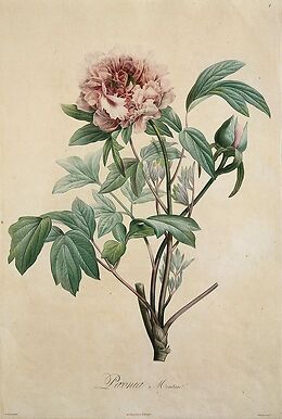 Paeonia moutan