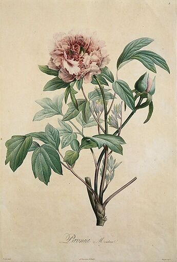 Paeonia moutan