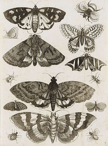 Planche d'insectes
